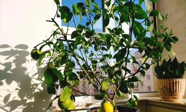 家裡有異味?十種「吸味花」,隨便養幾盆,還你一個清新幹淨的家
