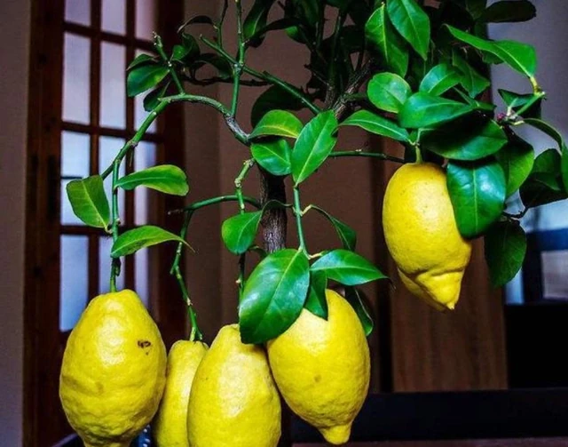 家裡有異味?十種「吸味花」,隨便養幾盆,還你一個清新幹淨的家