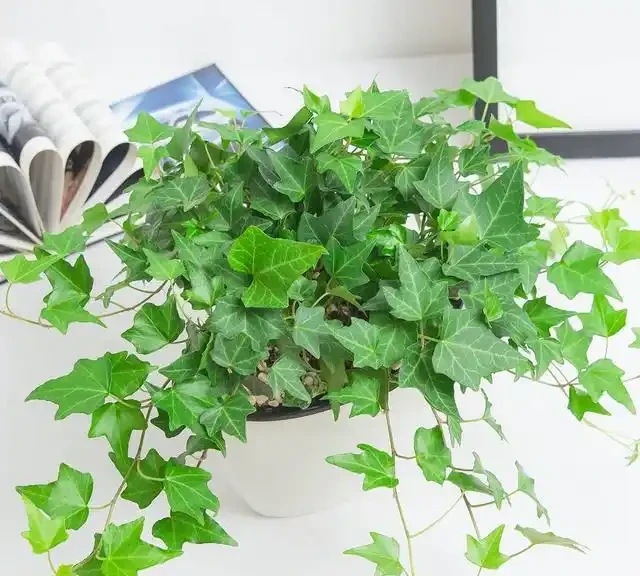 家裡有異味?十種「吸味花」,隨便養幾盆,還你一個清新幹淨的家