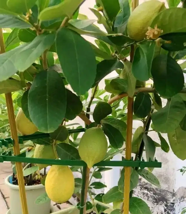 家裡有異味?十種「吸味花」,隨便養幾盆,還你一個清新幹淨的家