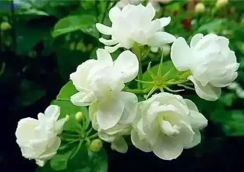 家裡有異味?十種「吸味花」,隨便養幾盆,還你一個清新幹淨的家