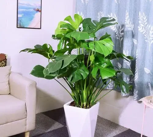 家裡有異味?十種「吸味花」,隨便養幾盆,還你一個清新幹淨的家
