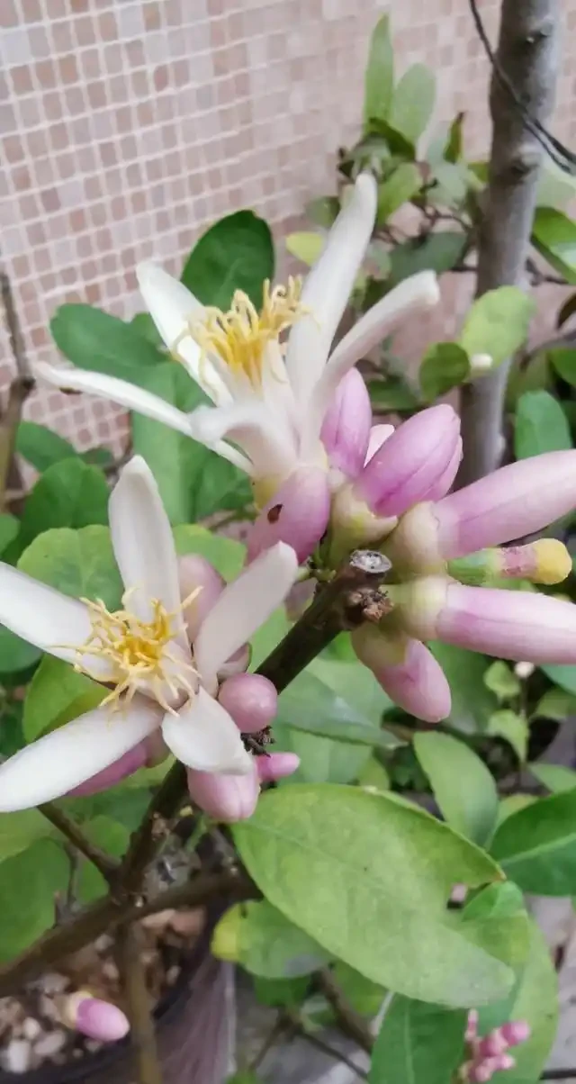 家裡有異味?十種「吸味花」,隨便養幾盆,還你一個清新幹淨的家