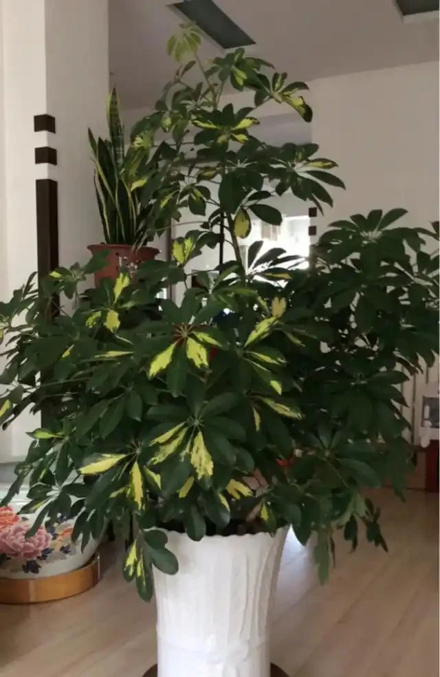 家裡有異味?十種「吸味花」,隨便養幾盆,還你一個清新幹淨的家