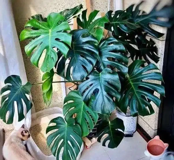 家裡有異味?十種「吸味花」,隨便養幾盆,還你一個清新幹淨的家