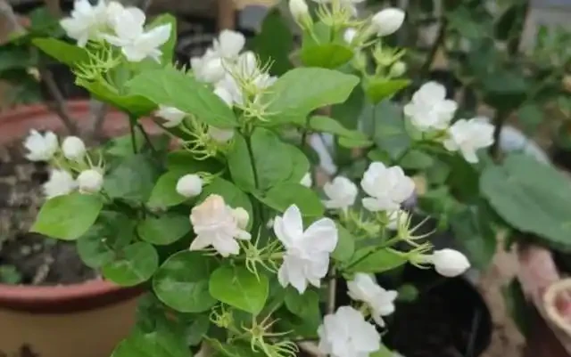 家裡有異味?十種「吸味花」,隨便養幾盆,還你一個清新幹淨的家