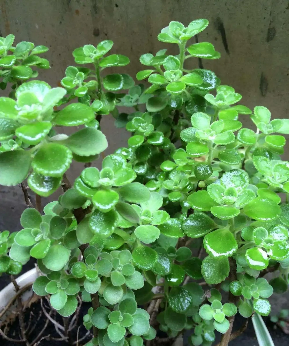 家裡有異味?十種「吸味花」,隨便養幾盆,還你一個清新幹淨的家