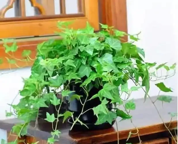 家裡有異味?十種「吸味花」,隨便養幾盆,還你一個清新幹淨的家