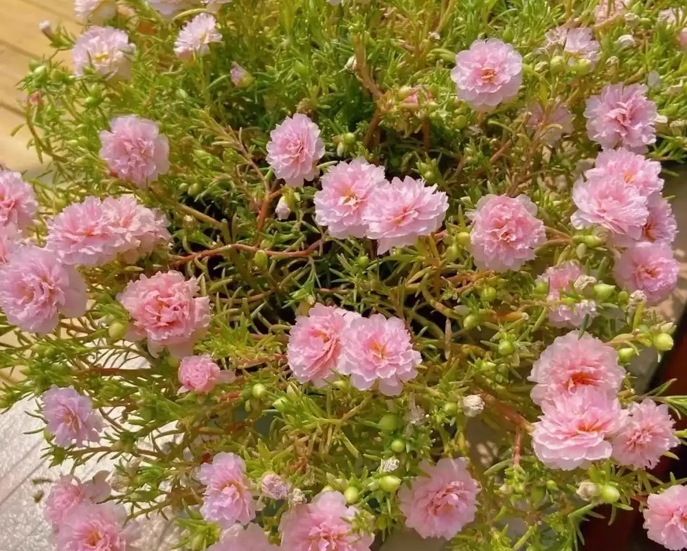 開花給力