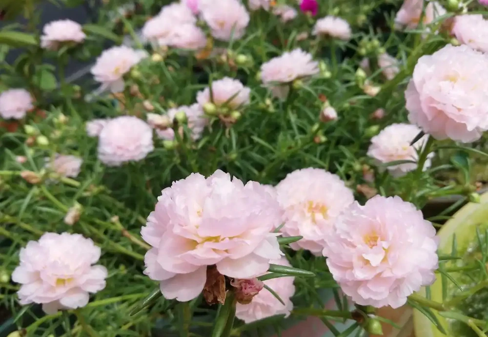 皮實強健的花兒