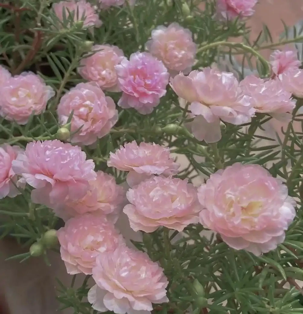 又美又仙的花朵