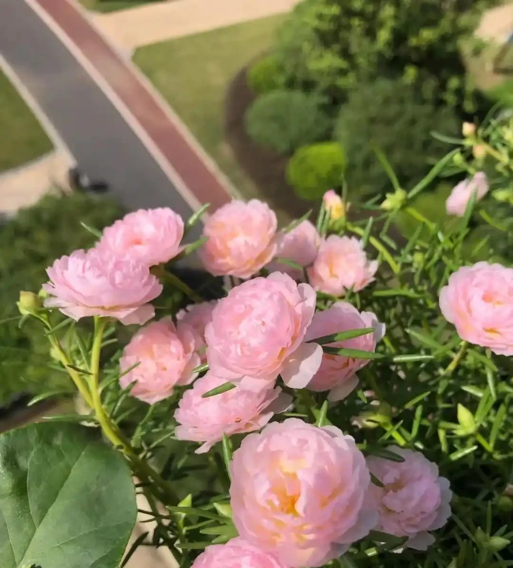 好養易打理