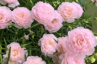 喜歡松葉牡丹，就養「柔粉」，顏值超高，皮實好養，而且開花勤奮