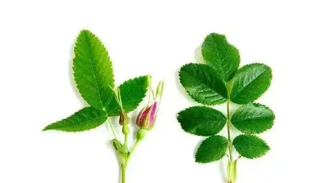 玫瑰和月季傻傻分不清楚，送花都送錯了，你還不知道？