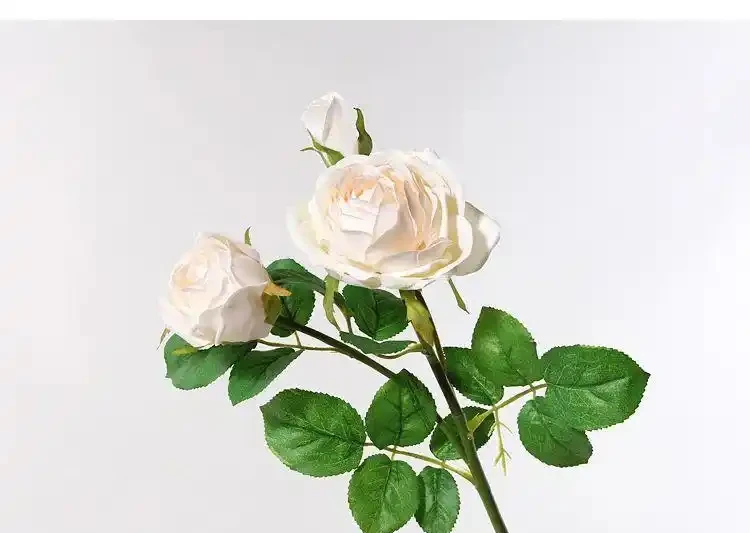 玫瑰和月季傻傻分不清楚，送花都送錯了，你還不知道？