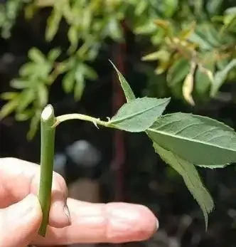 玫瑰和月季傻傻分不清楚，送花都送錯了，你還不知道？