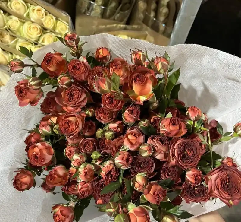 玫瑰和月季傻傻分不清楚，送花都送錯了，你還不知道？