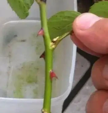 玫瑰和月季傻傻分不清楚，送花都送錯了，你還不知道？