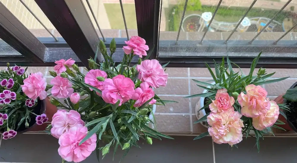 康乃馨其實很好養,記住這3點,一直都開花,花色鮮豔美極了