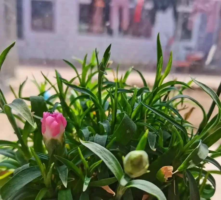 康乃馨其實很好養,記住這3點,一直都開花,花色鮮豔美極了