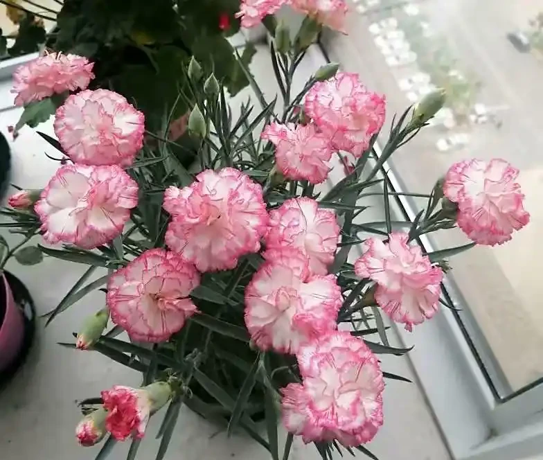 康乃馨其實很好養,記住這3點,一直都開花,花色鮮豔美極了