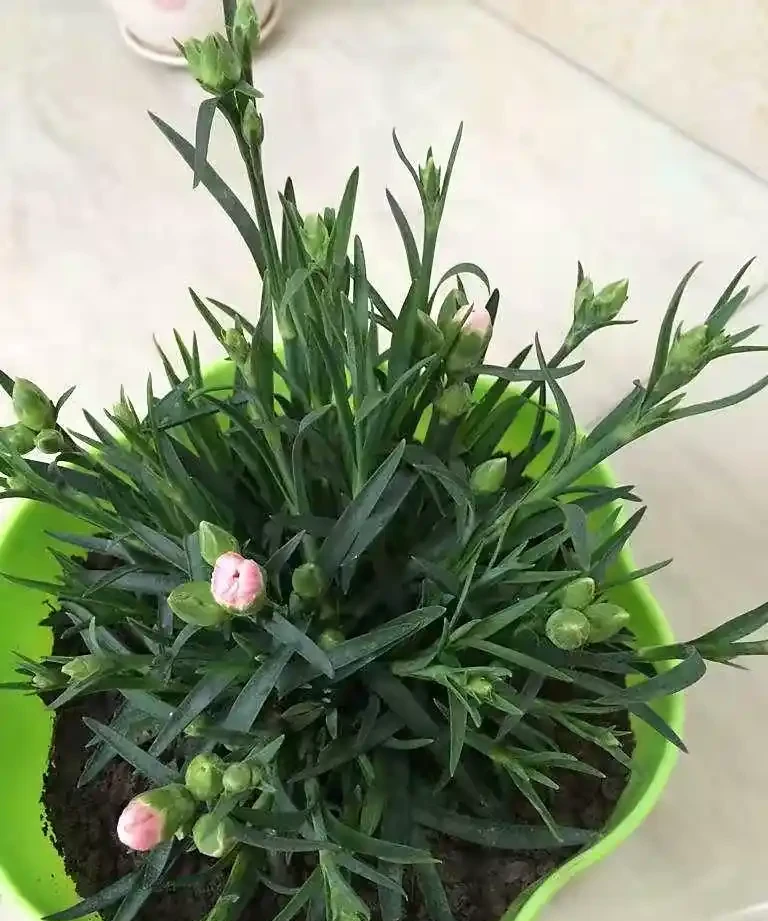 康乃馨其實很好養,記住這3點,一直都開花,花色鮮豔美極了