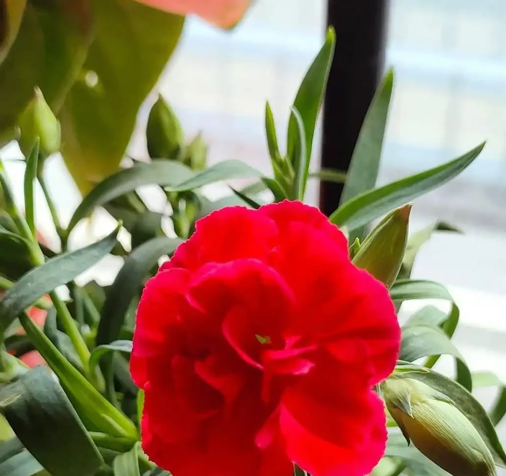 康乃馨其實很好養,記住這3點,一直都開花,花色鮮豔美極了