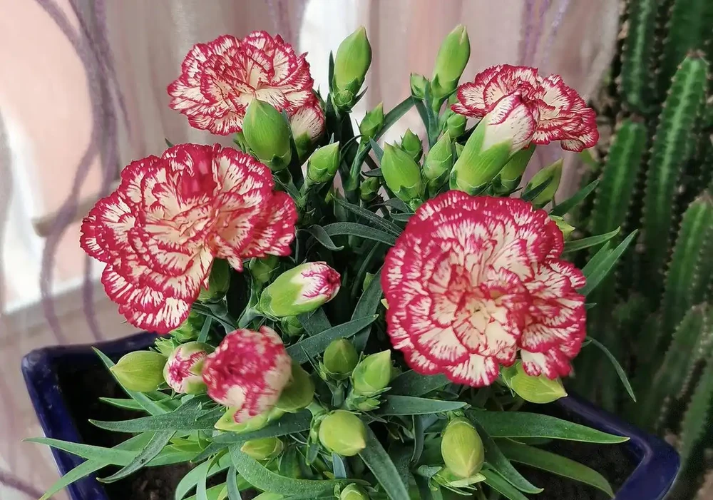 康乃馨其實很好養,記住這3點,一直都開花,花色鮮豔美極了