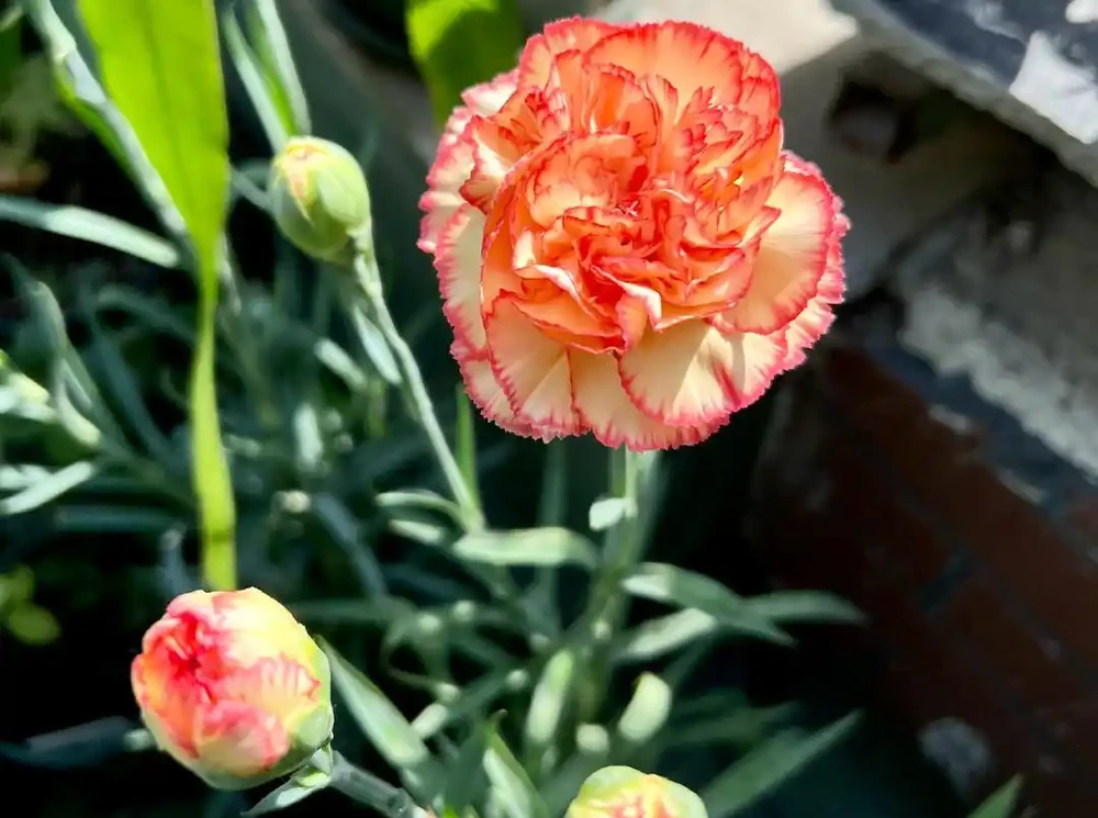 康乃馨其實很好養,記住這3點,一直都開花,花色鮮豔美極了