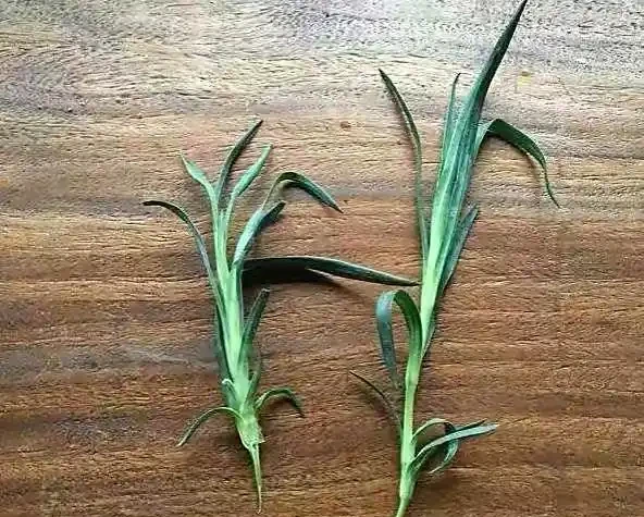 康乃馨其實很好養,記住這3點,一直都開花,花色鮮豔美極了