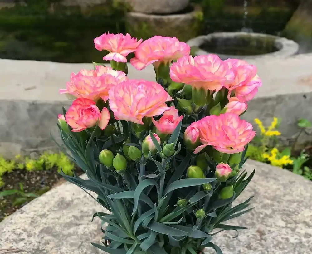 康乃馨其實很好養,記住這3點,一直都開花,花色鮮豔美極了