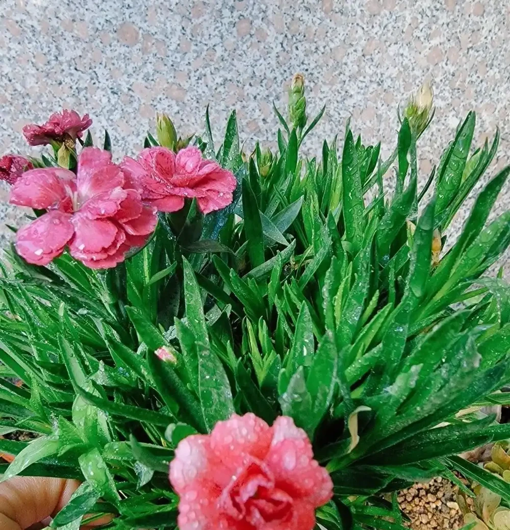 康乃馨其實很好養,記住這3點,一直都開花,花色鮮豔美極了