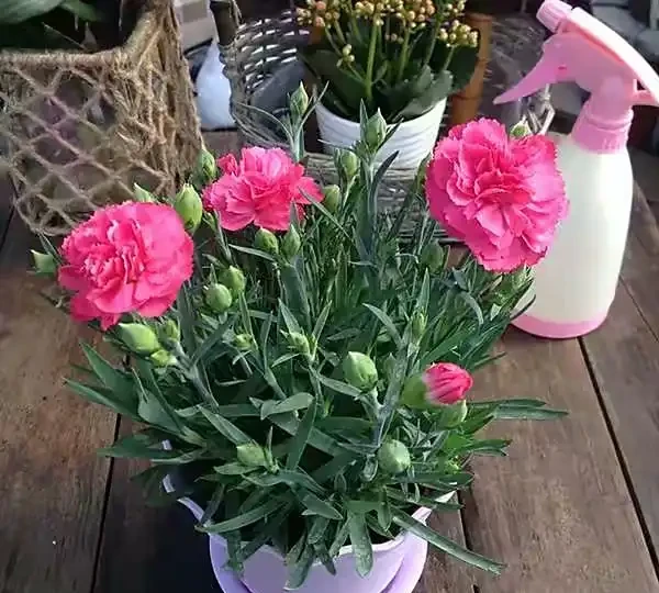 康乃馨其實很好養,記住這3點,一直都開花,花色鮮豔美極了