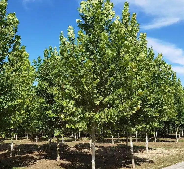 馬路邊常見的綠化樹,你認識幾個?