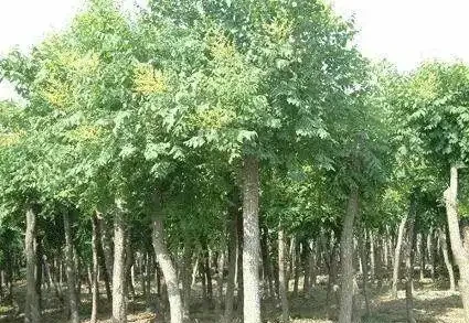 馬路邊常見的綠化樹,你認識幾個?