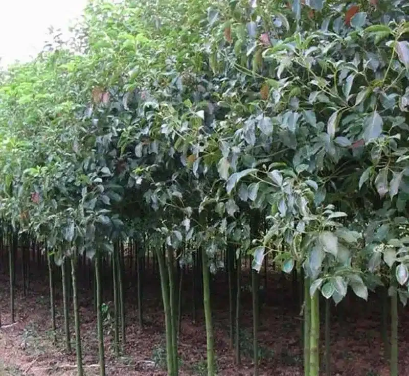 馬路邊常見的綠化樹,你認識幾個?