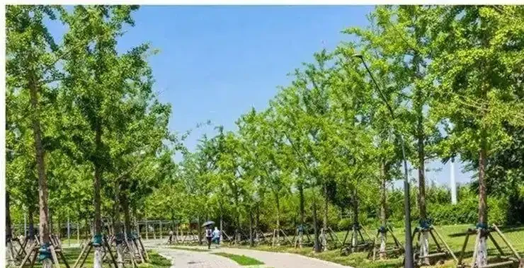 馬路邊常見的綠化樹,你認識幾個?