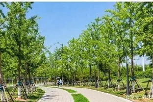 馬路邊常見的綠化樹，你認識幾個？