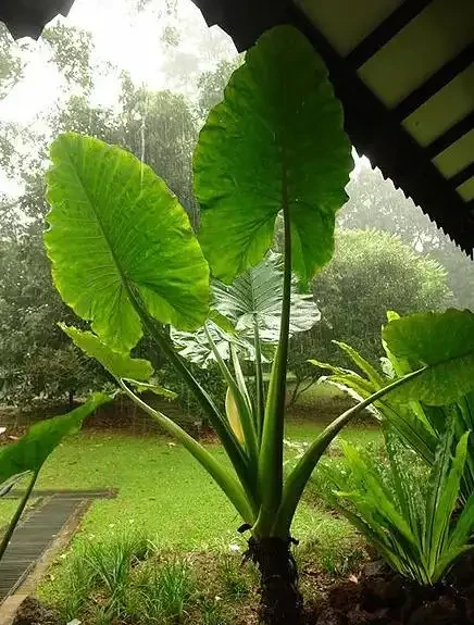 海芋這種植物,家裡能不養,還是不要養了,特別是家裡有小孩的