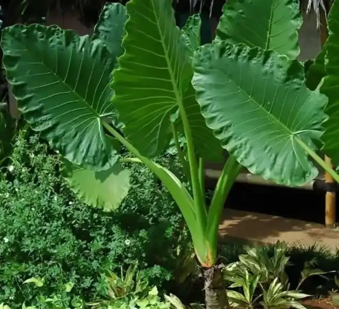 海芋這種植物,家裡能不養,還是不要養了,特別是家裡有小孩的