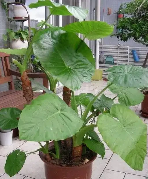 海芋這種植物,家裡能不養,還是不要養了,特別是家裡有小孩的