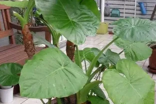 海芋這種植物，家裡能不養，還是不要養了，特別是家裡有小孩的