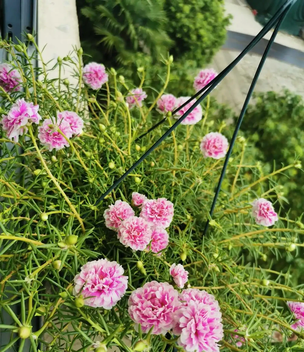夏季陽臺的「主角」