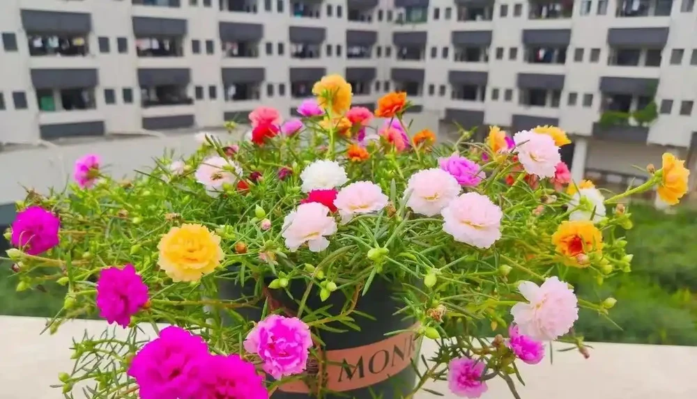 開花給力