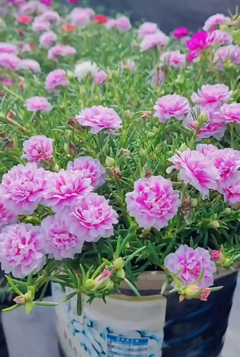 株型緊湊