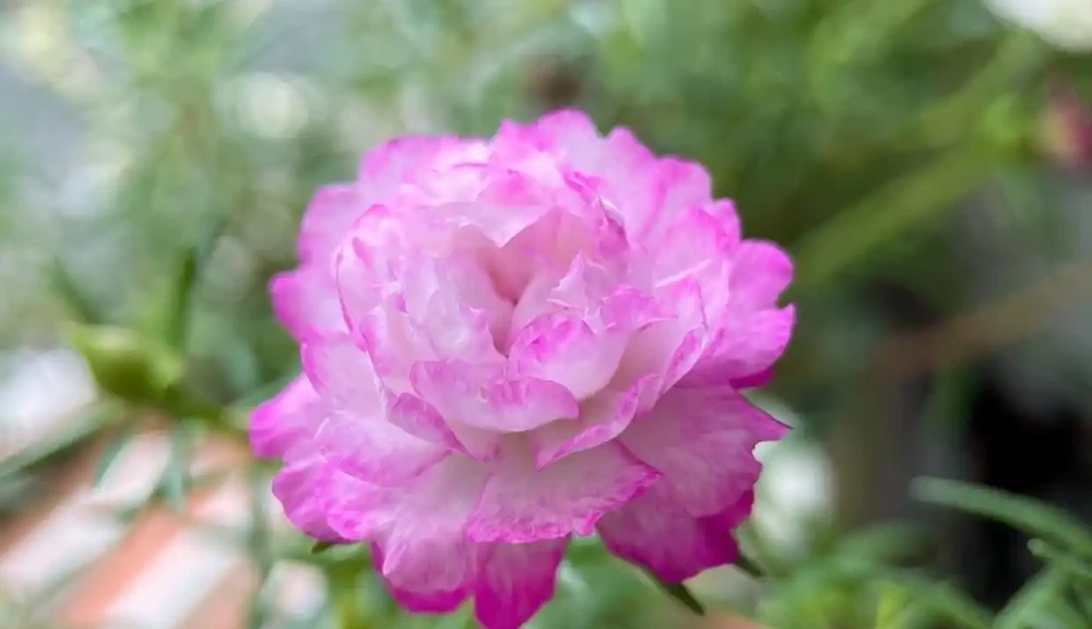 花色美麗
