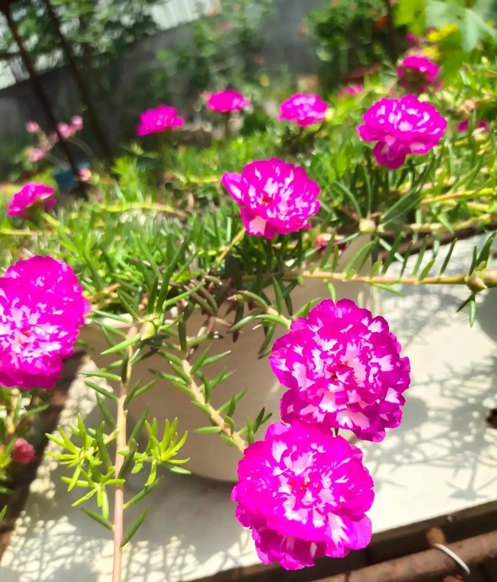 皮實耐熱，度夏容易