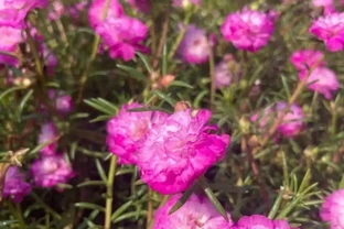 六月養花，就選「松葉牡丹」，皮實好養，顏值超高，開花也勤奮