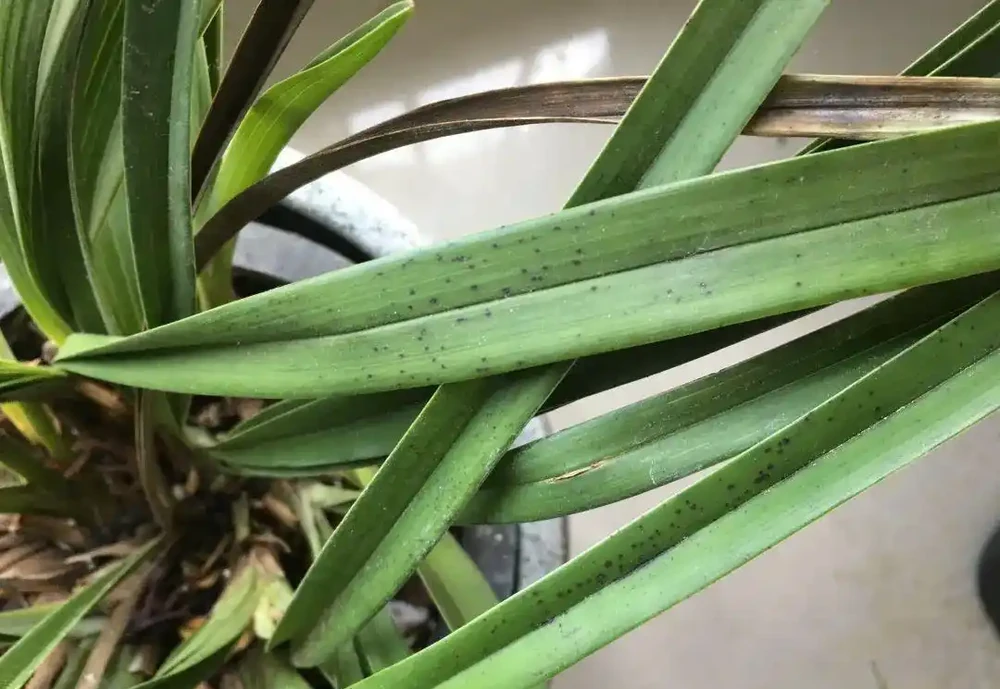 蘭花葉子上有黑點怎麼辦?5步解決,葉子油亮不黑斑