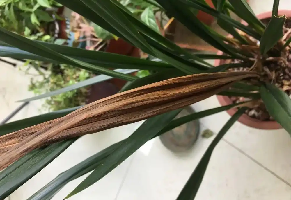 蘭花葉子上有黑點怎麼辦?5步解決,葉子油亮不黑斑